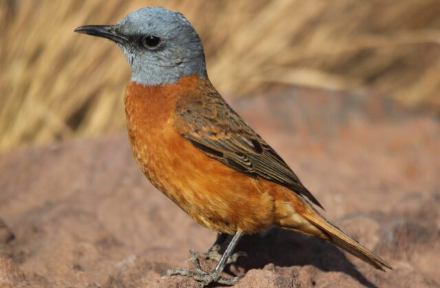 Cape Rock Thrush