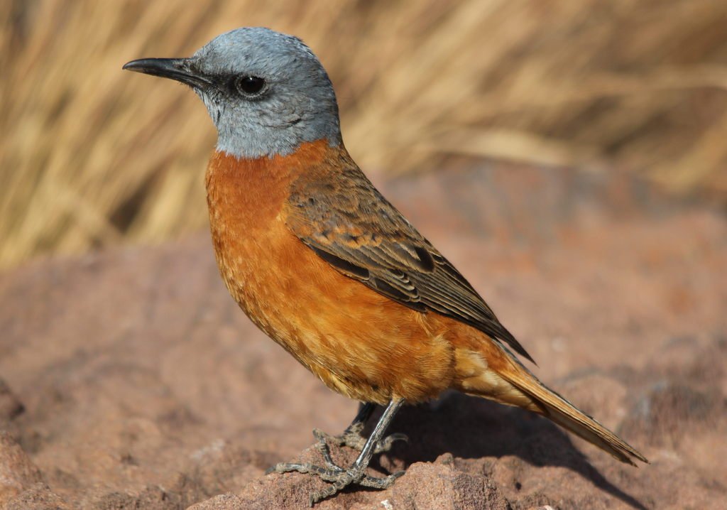 Cape Rock Thrush