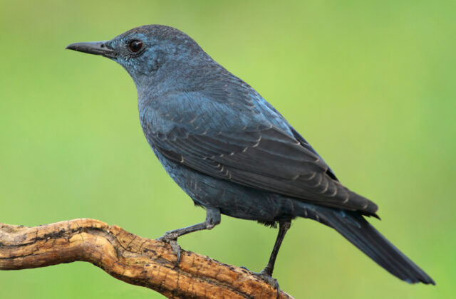Blue Rock Thrush