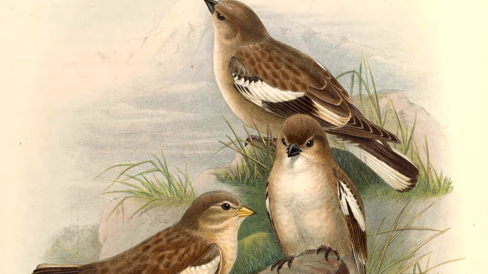 Black-winged Snowfinch