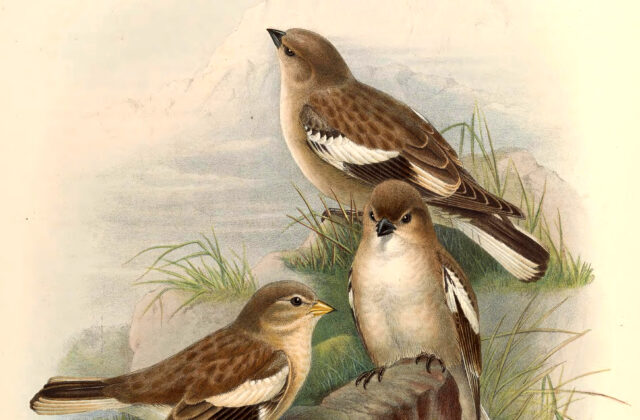 Black-winged Snowfinch