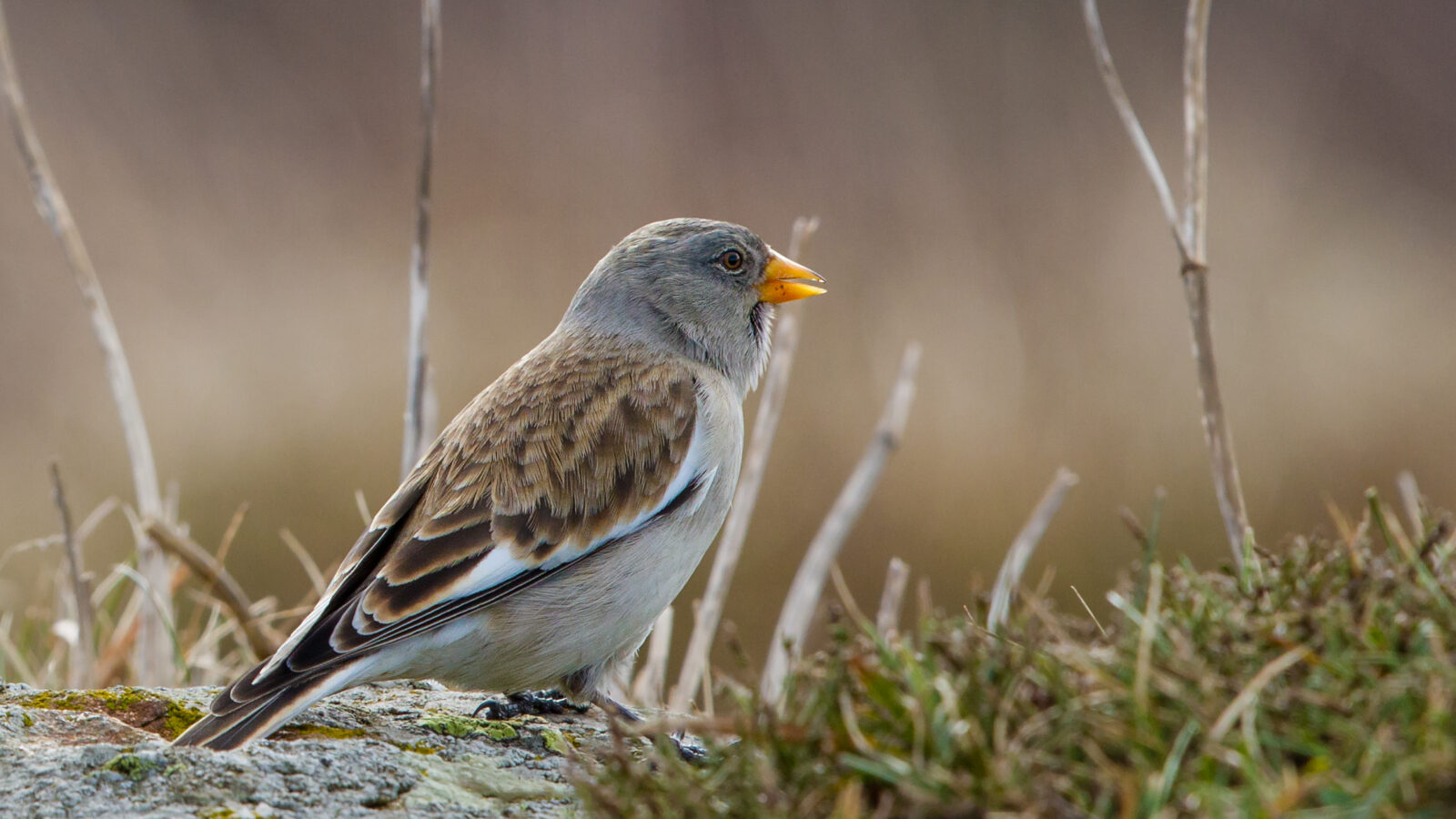 White-winged Snowfinch