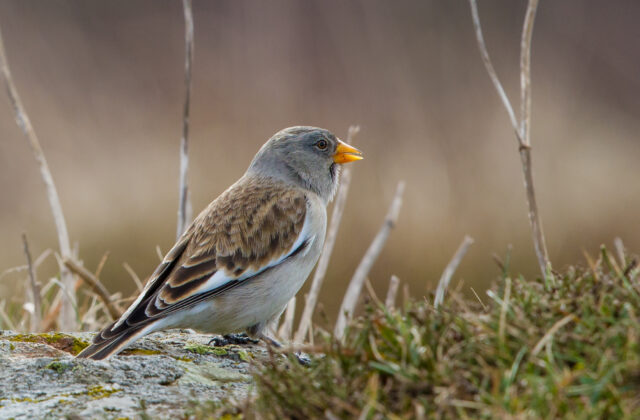White-winged Snowfinch