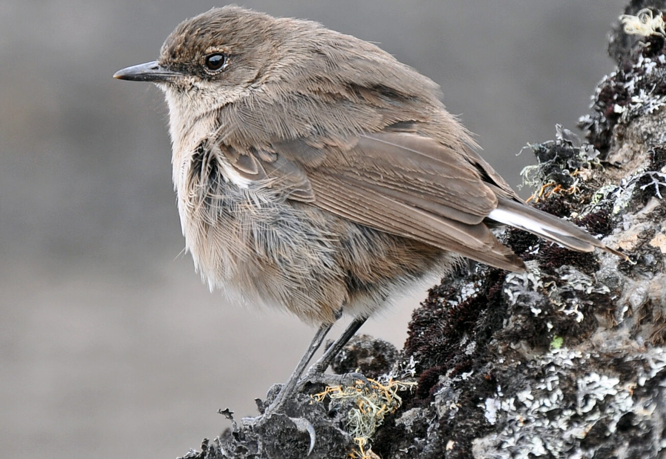 Moorland Chat