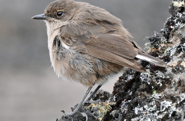 Moorland Chat