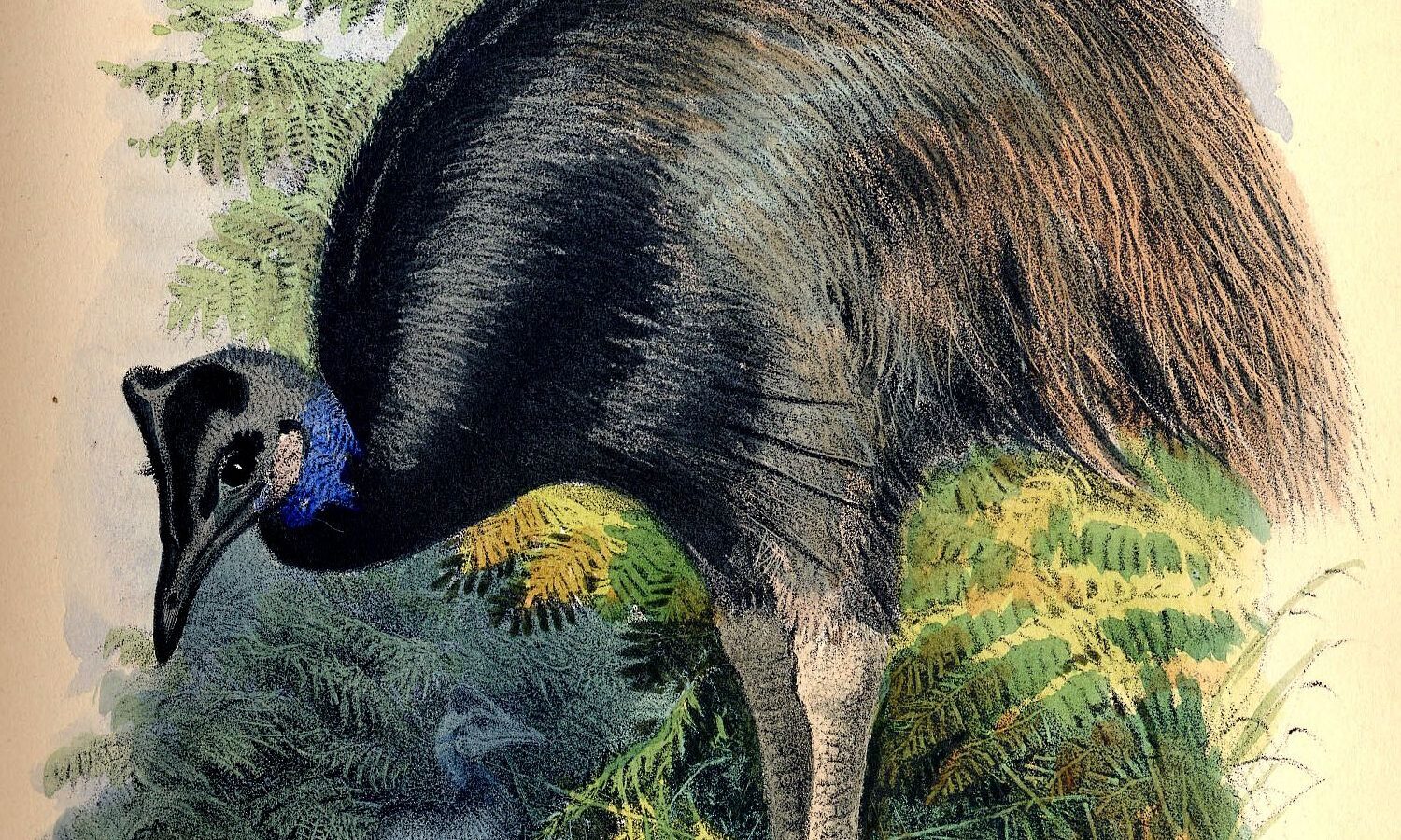 Dwarf Cassowary