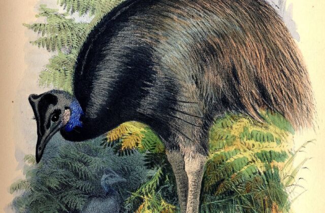 Dwarf Cassowary