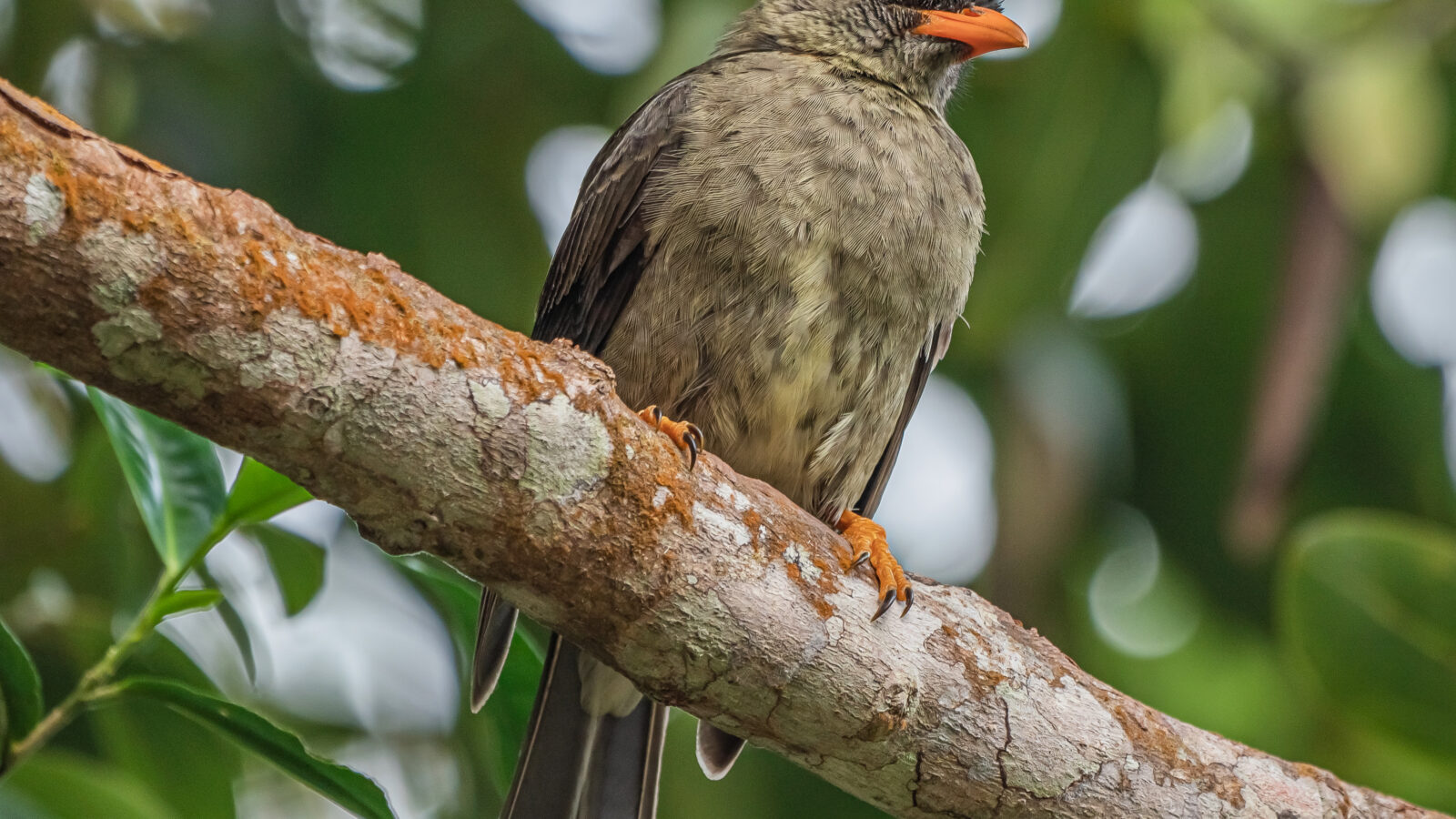 Seychelles Bulbul