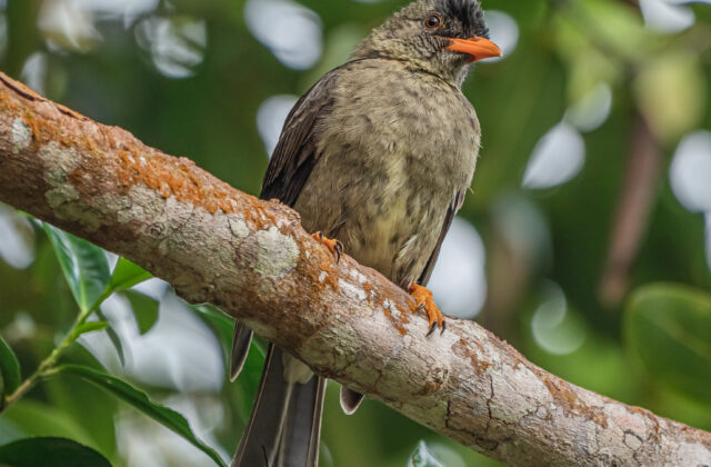 Seychelles Bulbul