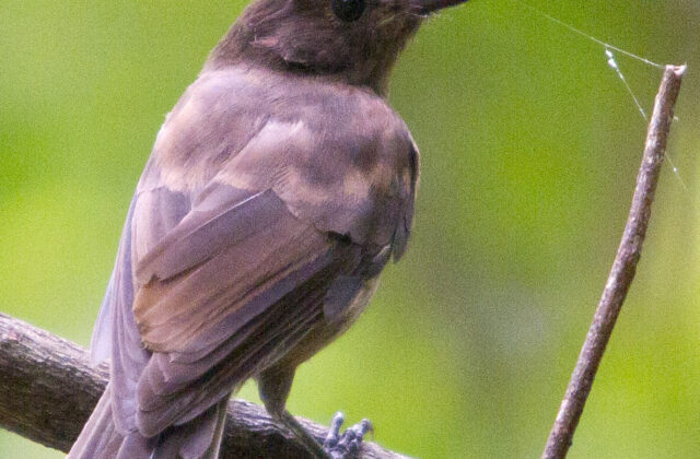 Sooty Shrikethrush