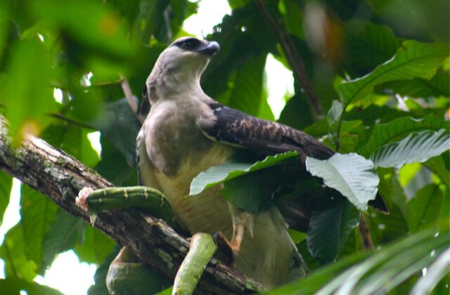 Crested Eagle
