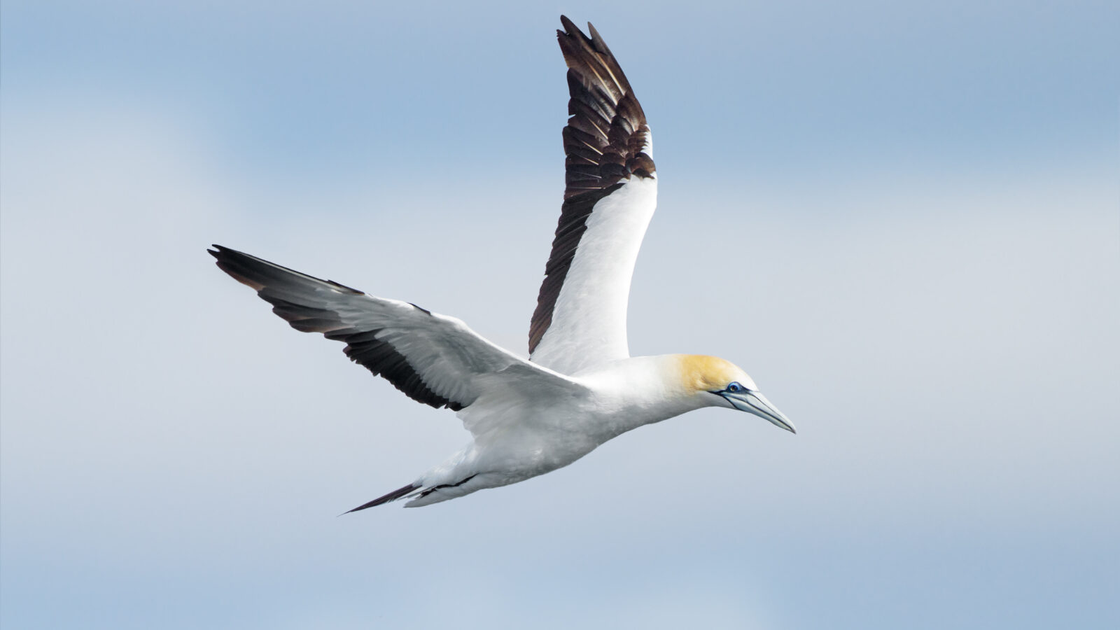 Australasian Gannet