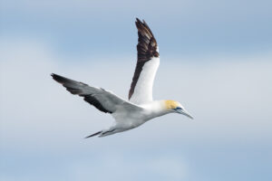 Australasian Gannet