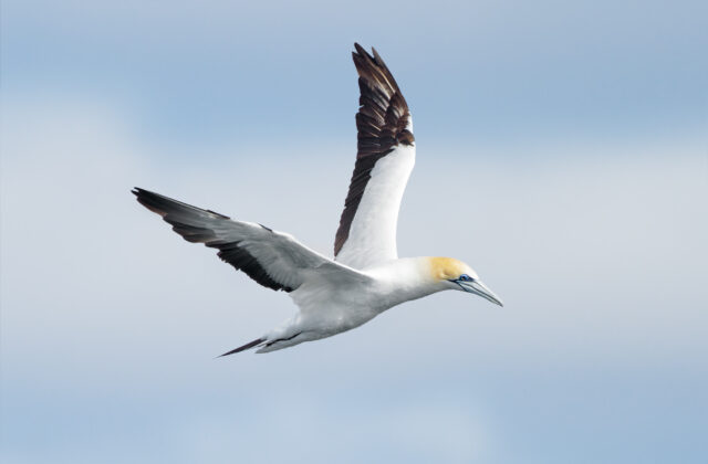 Australasian Gannet