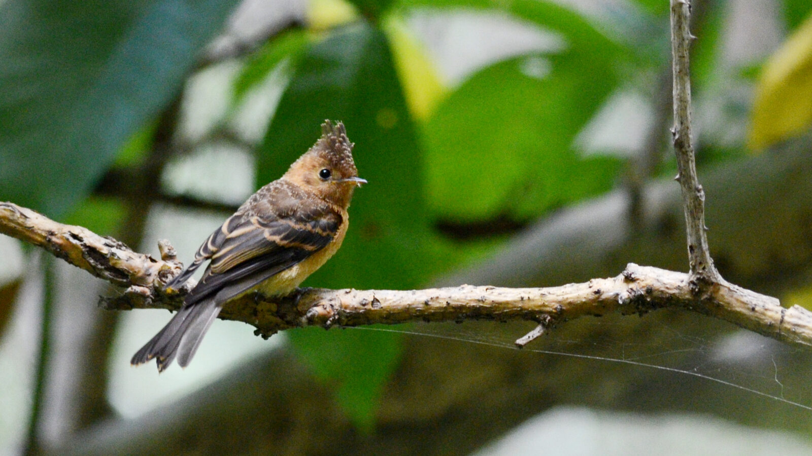 Northern Tufted Flycatcher