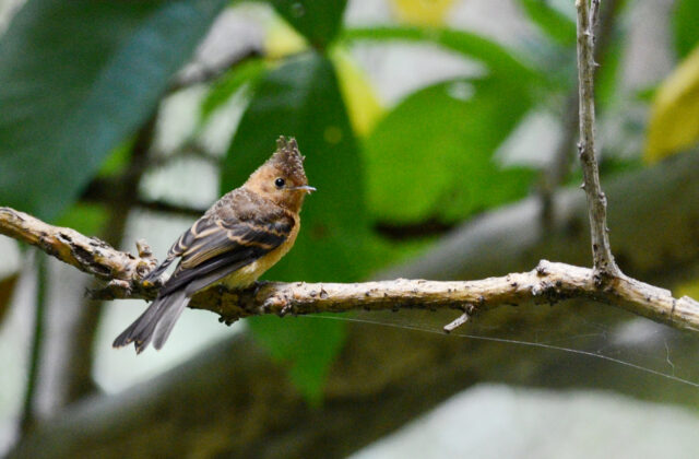Northern Tufted Flycatcher