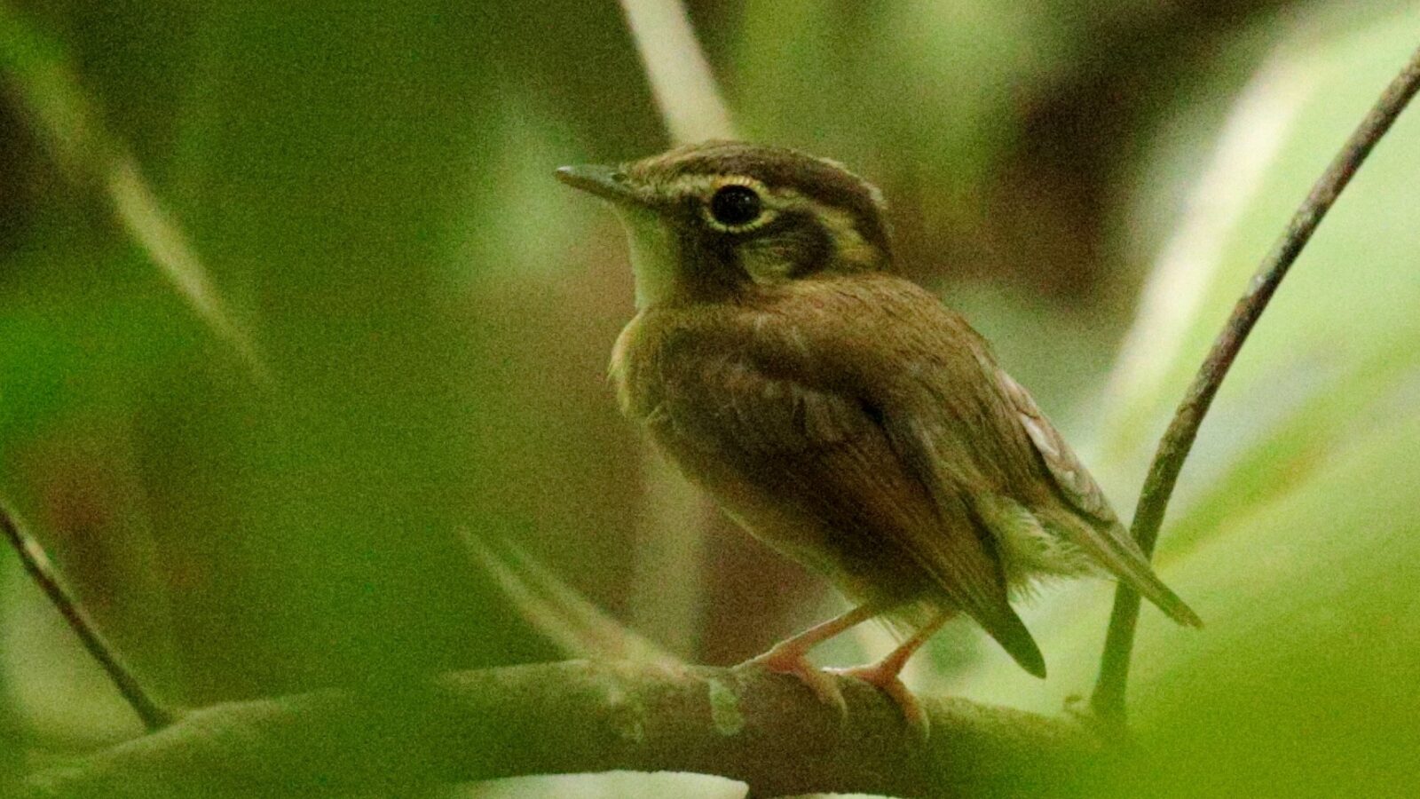Stub-tailed Spadebill