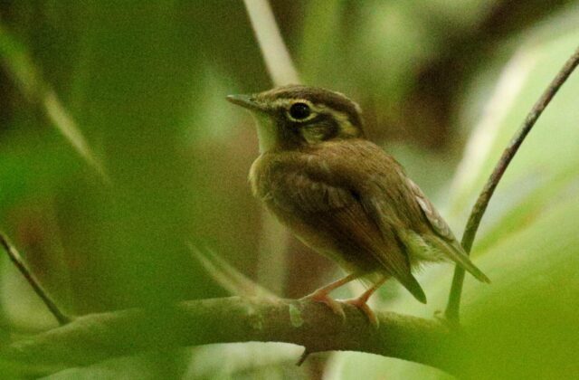 Stub-tailed Spadebill