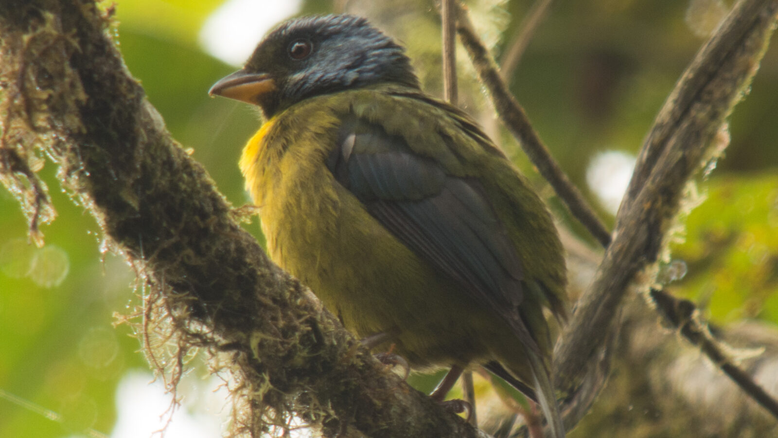 Moss-backed Tanager
