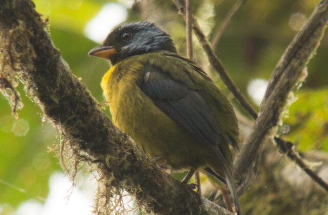 Moss-backed Tanager