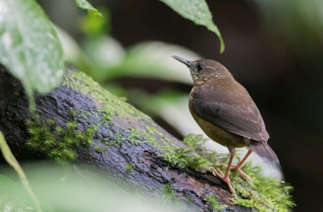 Sao Tome Shorttail