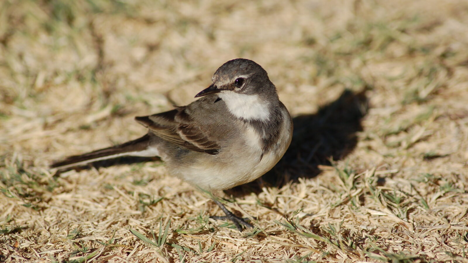 Cape Wagtail