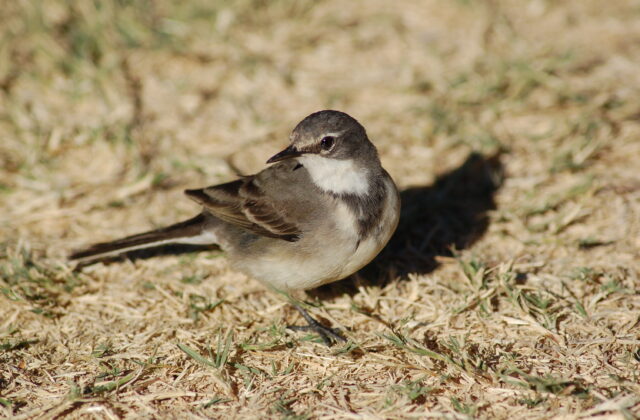 Cape Wagtail