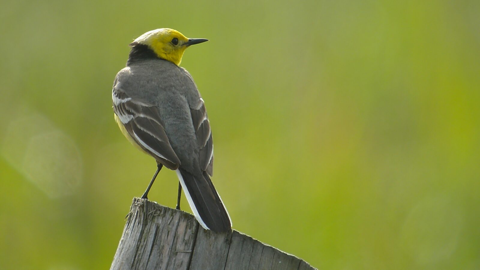 Citrine Wagtail