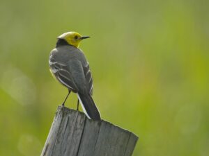 Citrine Wagtail