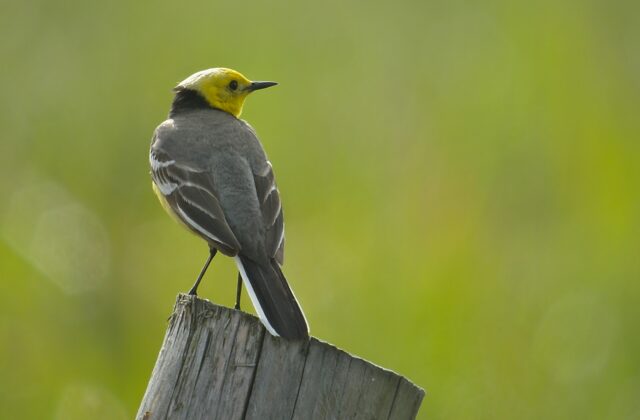 Citrine Wagtail