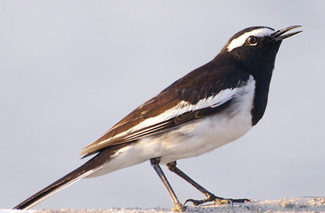 White-browed Wagtail