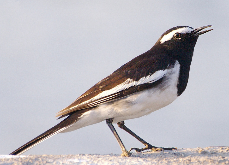 White-browed Wagtail