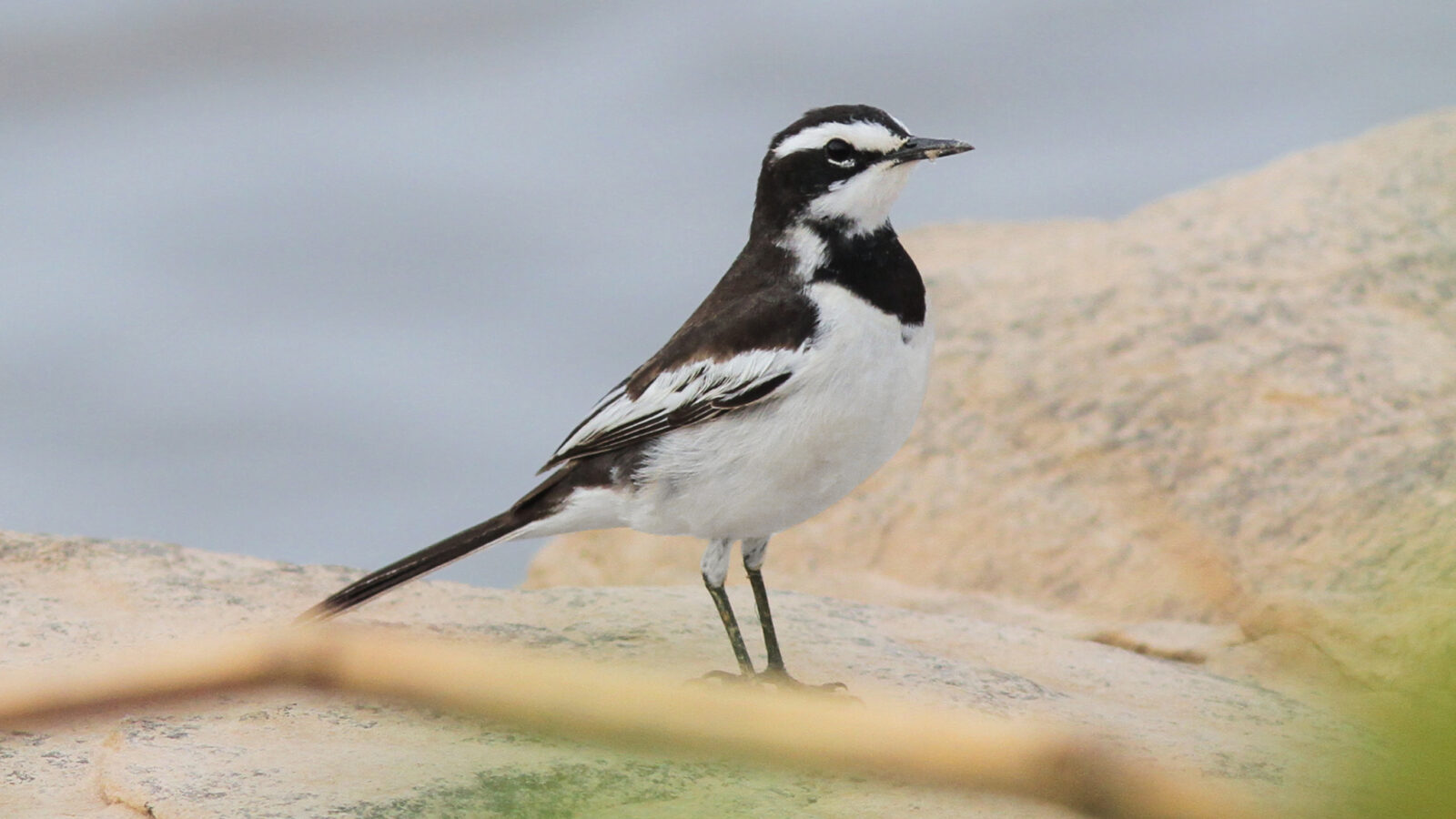 Mekong Wagtail