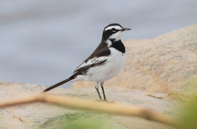 Mekong Wagtail