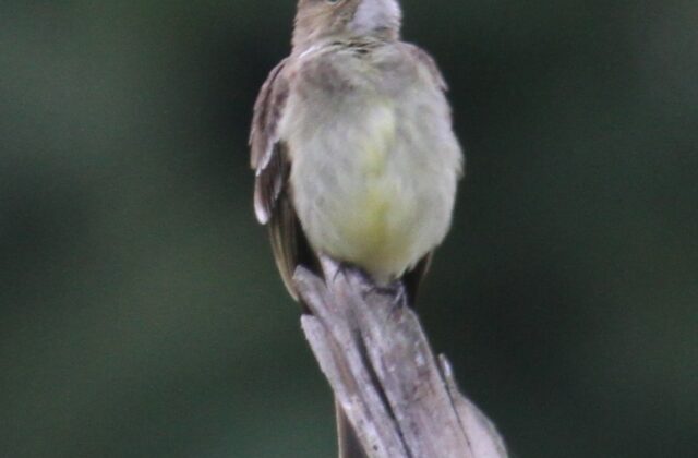 Mottle-backed Elaenia