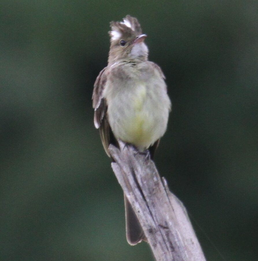 Mottle-backed Elaenia