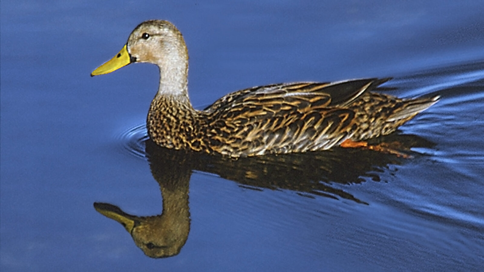 Mottled Duck