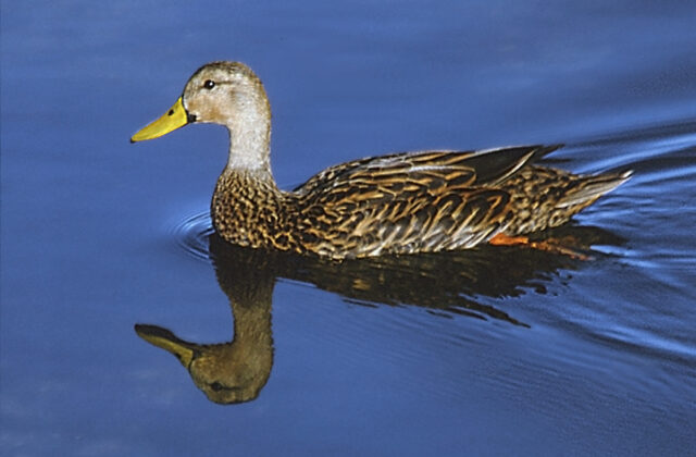 Mottled Duck