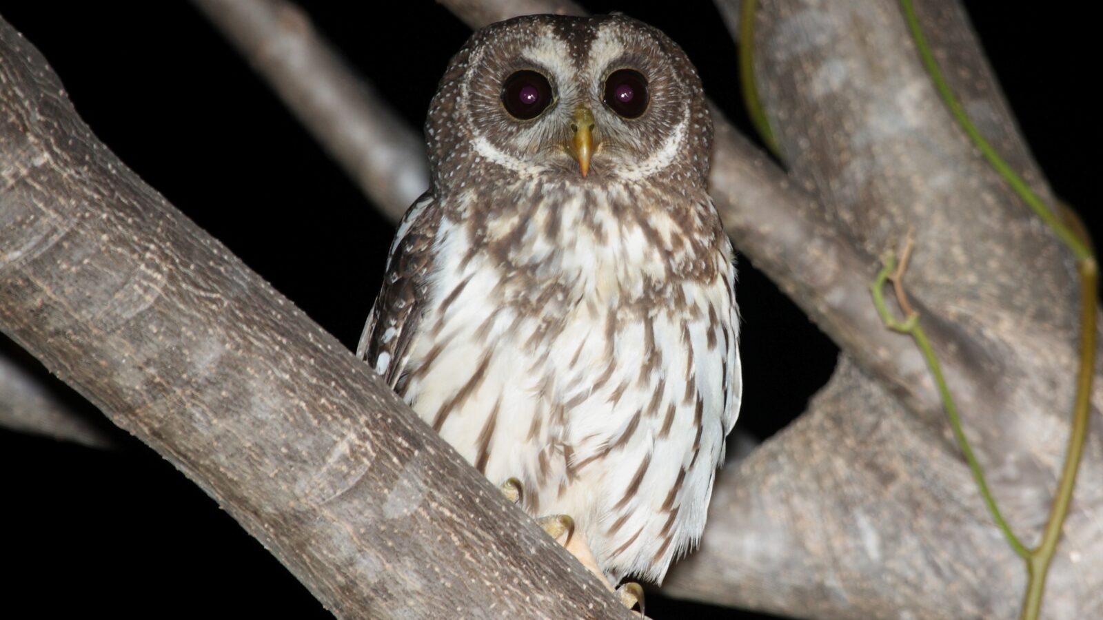 Mottled Owl