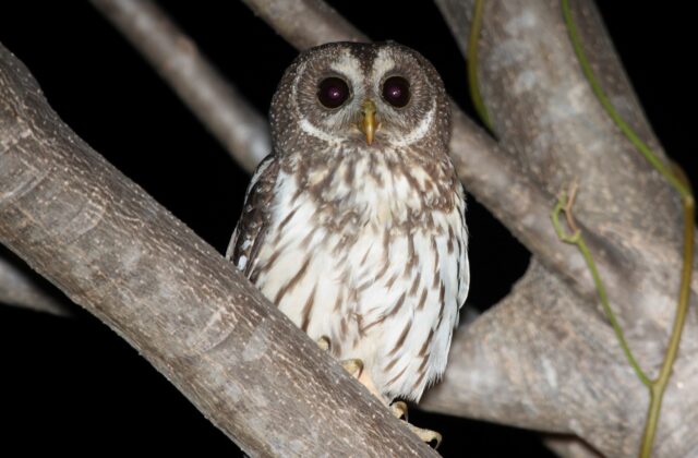 Mottled Owl