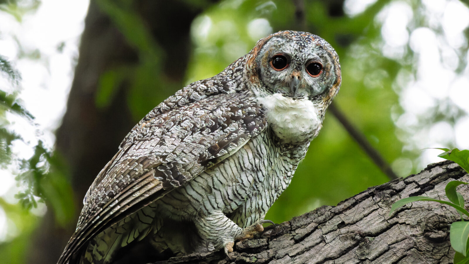 Mottled Wood Owl