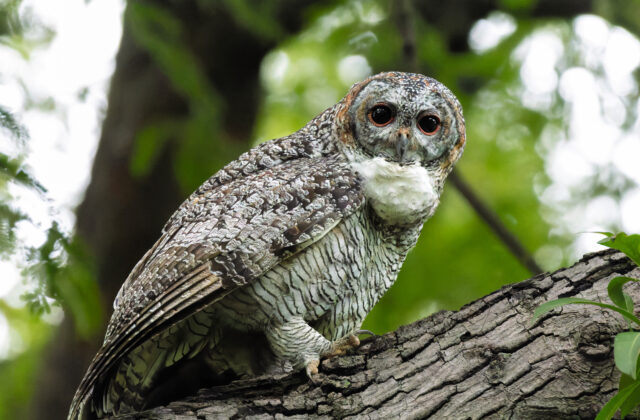 Mottled Wood Owl