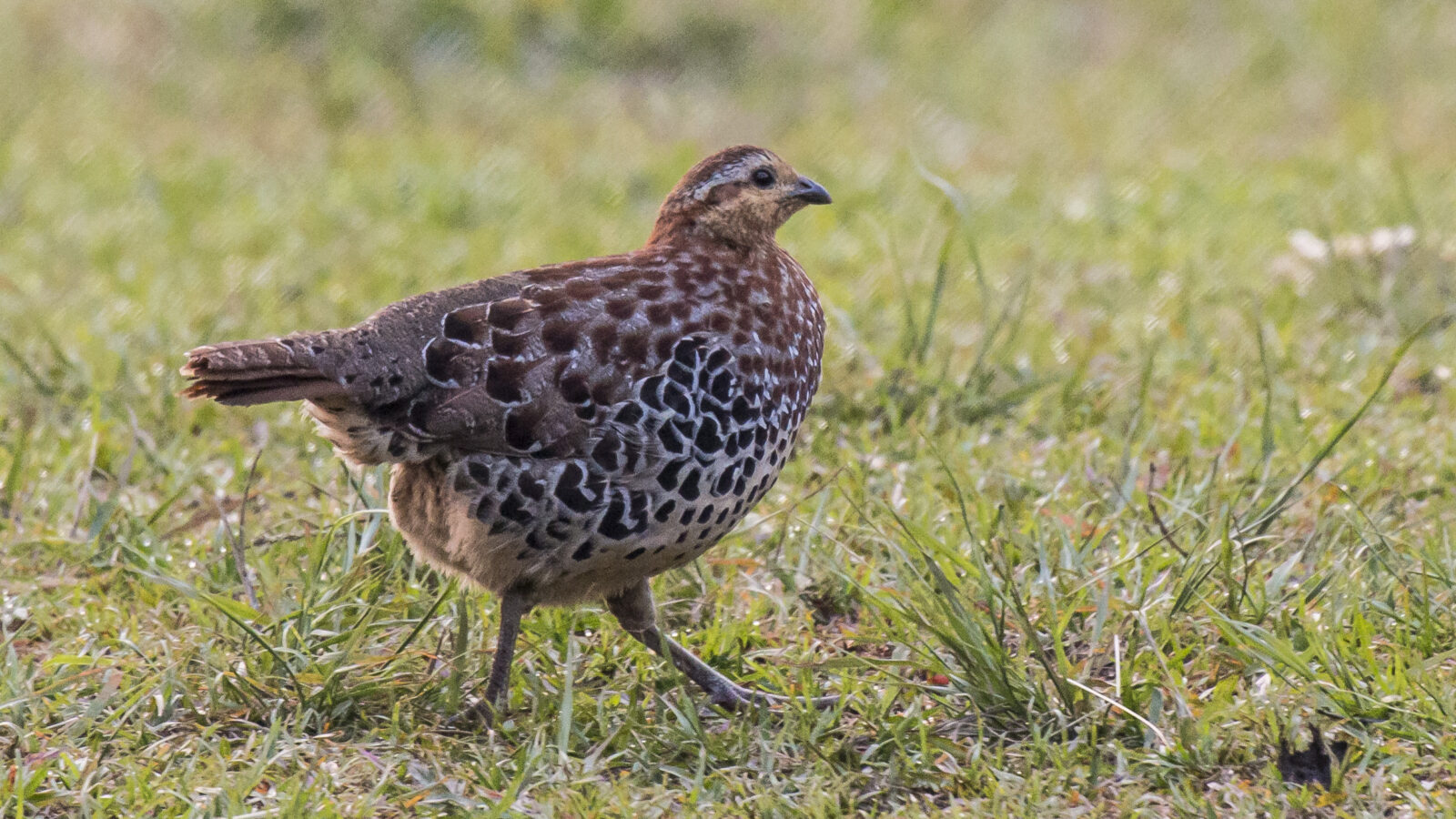 Mountain Bamboo Partridge