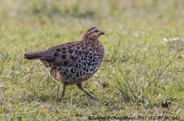 Mountain Bamboo Partridge
