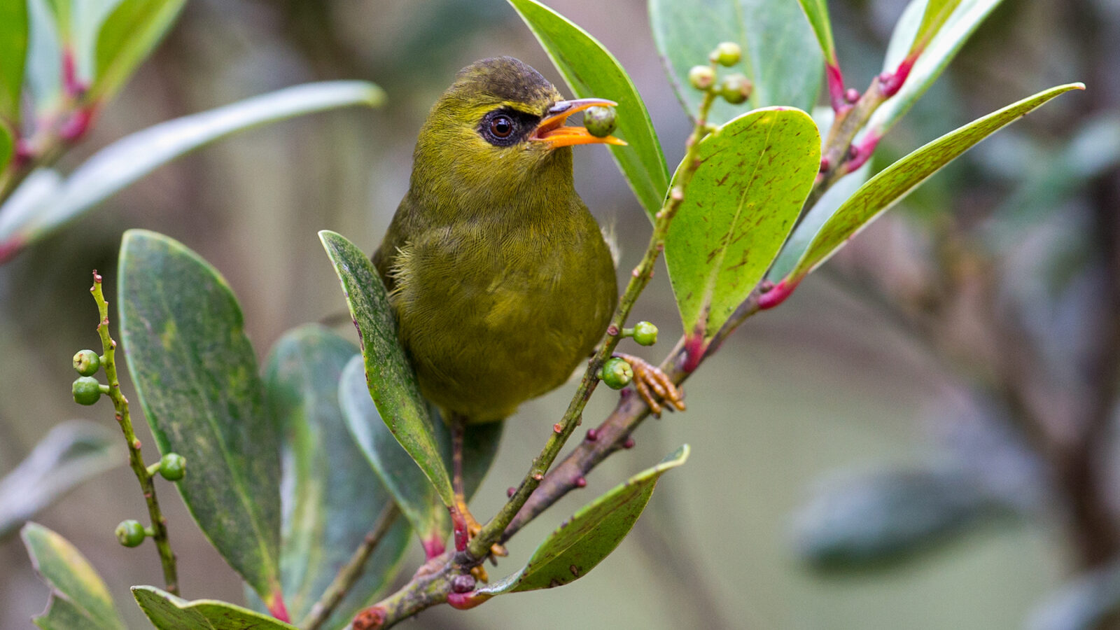 Mountain Blackeye