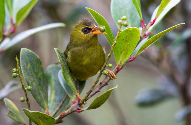 Mountain Blackeye