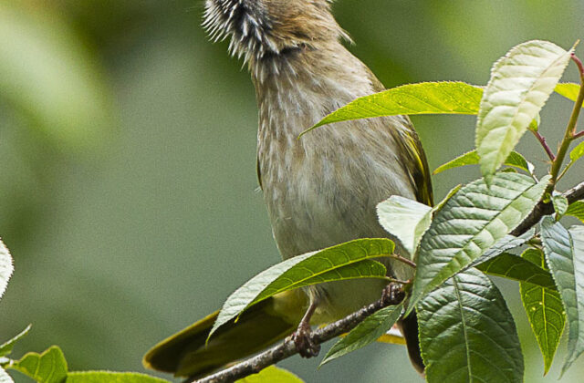 Mountain Bulbul