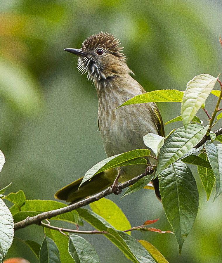 Mountain Bulbul