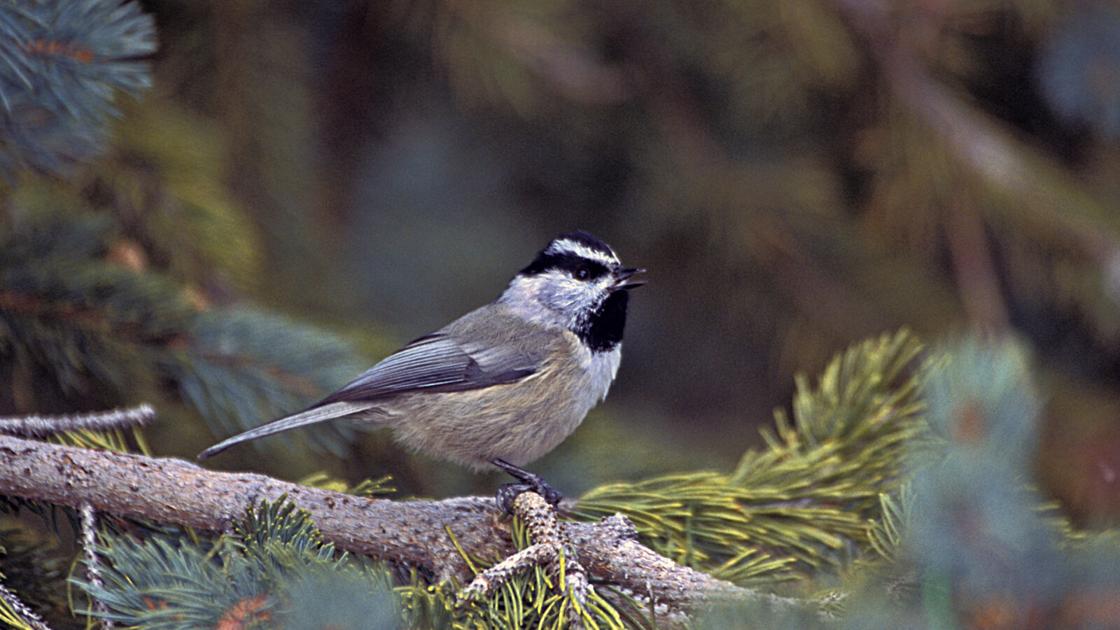 Mountain Chickadee