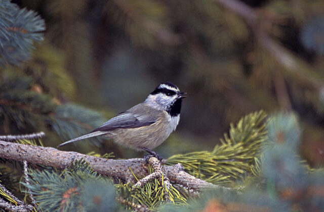 Mountain Chickadee